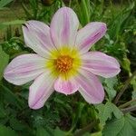 Dahlia tenuicaulis Blomst