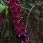 Phytolacca americanaBlüte