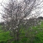 Prunus dulcis ശീലം