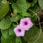 Argyreia hookeri Flower