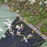 Oenothera gauraFlors