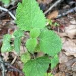 Lamium flexuosum Lapas