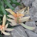 Anigozanthos flavidus Flower