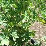 Lupinus mutabilis Leaf