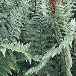 Dryopteris × complexa পাতা