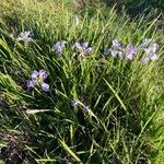 Iris unguicularis Hábito
