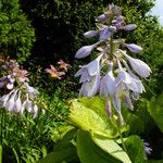 Hosta sieboldiana Blomst