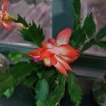 Schlumbergera truncataFlor