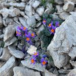 Linaria alpina Habit