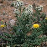 Lepidium thurberi Hábito