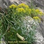 Isatis tinctoria Plante entière
