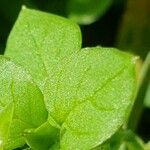 Stellaria media Hoja