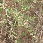 Ziziphus spina-christi Yaprak