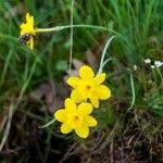 Narcissus assoanus Blüte