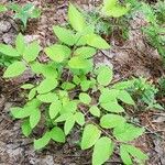 Lonicera canadensis Habit