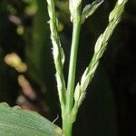 Digitaria setigera Bark