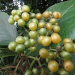 Cordia cymosa Meyve