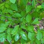 Ilex decidua Ліст