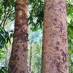 Xylia xylocarpa Corteza