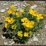 Eschscholzia hypecoides Habit