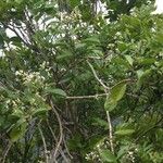 Coelospermum balansanum Tervik taim