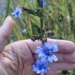 Cichorium intybusFlower