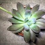 Pachyphytum kimnachii Leaf