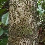 Ficus lateriflora Coajă