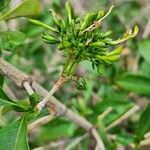 Coptosperma graveolens Blüte