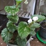 Begonia hirtella葉