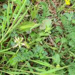 Astragalus hamosus Hábito