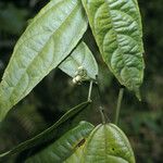 Dalechampia brevicolumna 叶