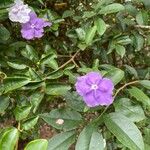 Brunfelsia paucifloraFoglia