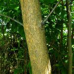 Fraxinus ornus Bark