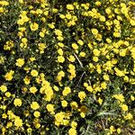 Anacyclus radiatus Õis