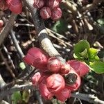 Chaenomeles × superba Flower