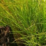 Calamagrostis canescens Folha