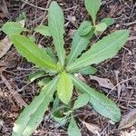 Lactuca virosa Feuille