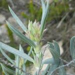 Helianthemum syriacum Flor