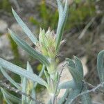 Helianthemum syriacum Žiedas