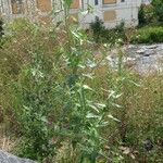 Atriplex sagittata Habit