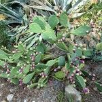 Opuntia stricta Habit