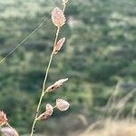 Eragrostis superba Květ