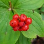 Cornus canadensis Frucht