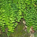 Adiantum jordanii Celota