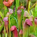 Sarracenia minor फूल