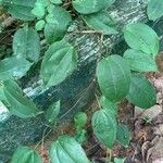 Smilax glauca ഇല