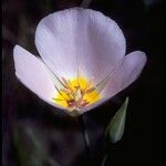 Calochortus flexuosus Blodyn