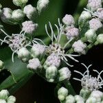 Brickellia eupatorioides Floare