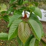 Camptotheca acuminata Blatt